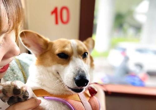 吃瓜娱乐八卦兔,兔视角下的娱乐圈风云录