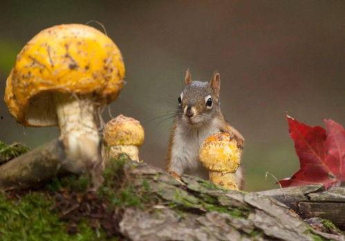 娱乐吃瓜作品推荐,吃瓜群众必看的幕后故事